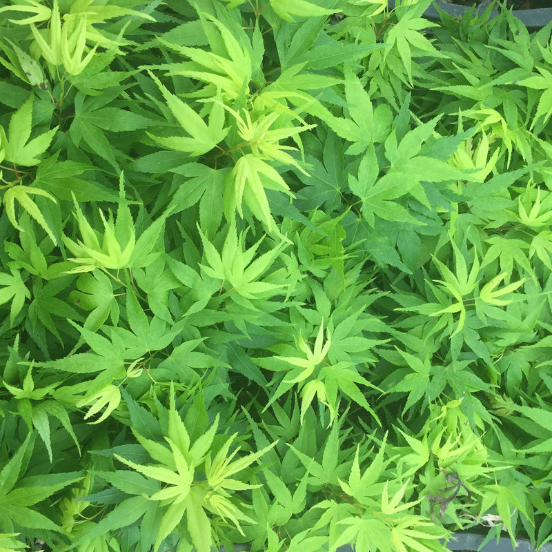 Test Product Mikawa - Mr Maple │ Buy Japanese Maple Trees