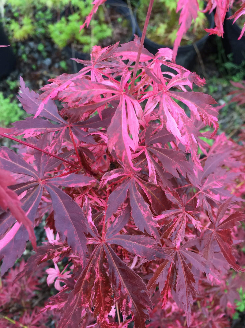 - FOR PICKUP ONLY | Acer palmatum 'Lileeanne's Jewel' Japanese Maple | DOES NOT SHIP - Mr Maple │ Buy Japanese Maple Trees