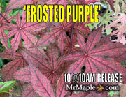 - Acer palmatum 'Frosted Purple' Japanese Maple - Mr Maple │ Buy Japanese Maple Trees