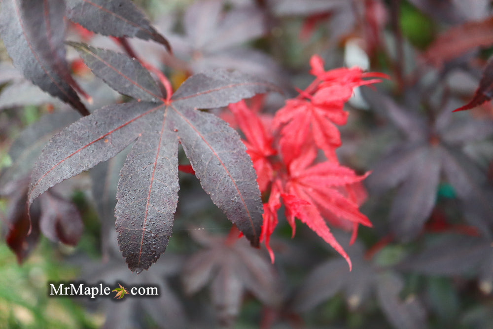 FOR PICKUP ONLY | Acer palmatum 'Twombly's Red Sentinel' Columnar Japanese Maple | DOES NOT SHIP