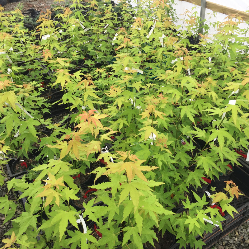 - Acer oliverianum 'Hot Blonde' Golden Japanese Maple - Mr Maple │ Buy Japanese Maple Trees