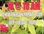 - Acer oliverianum 'Hot Blonde' Golden Japanese Maple - Mr Maple │ Buy Japanese Maple Trees