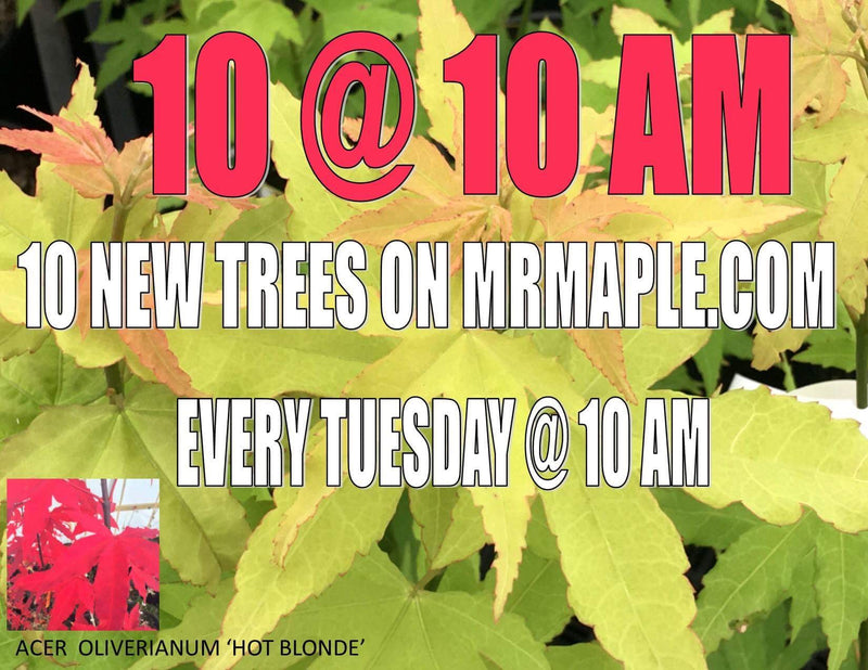 - Acer oliverianum 'Hot Blonde' Golden Japanese Maple - Mr Maple │ Buy Japanese Maple Trees