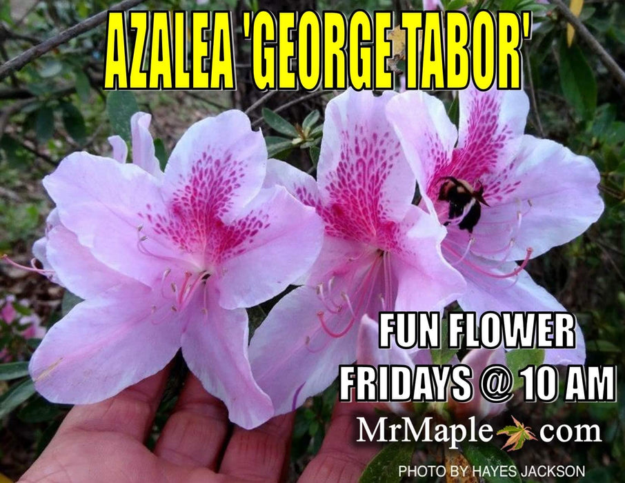 Azalea 'George Taber’ Tall Southern Indica Azalea