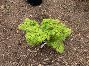 - Acer palmatum Kryptonite™ Japanese Maple - Mr Maple │ Buy Japanese Maple Trees