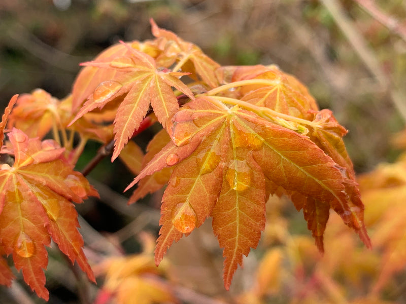 - Acer palmatum 'Alan's Gold' Pinebark Japanese Maple - Mr Maple │ Buy Japanese Maple Trees