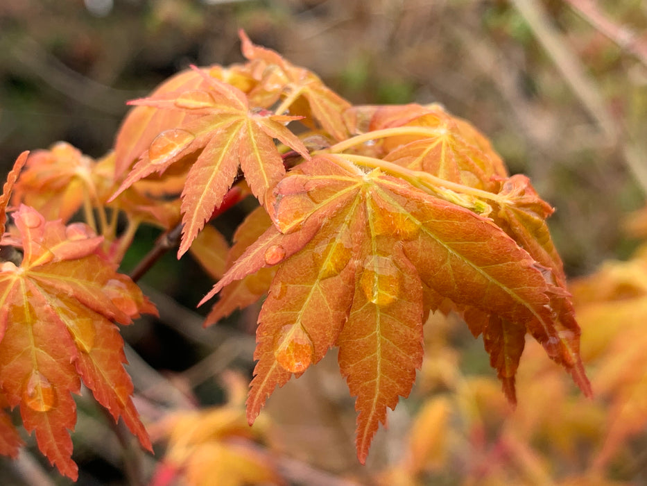 Acer palmatum 'Alan's Gold' Pinebark Japanese Maple