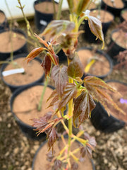 - Acer oliverianum 'Hot Rod' Japanese Maple - Mr Maple │ Buy Japanese Maple Trees