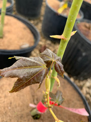 - Acer oliverianum 'Hot Rod' Japanese Maple - Mr Maple │ Buy Japanese Maple Trees