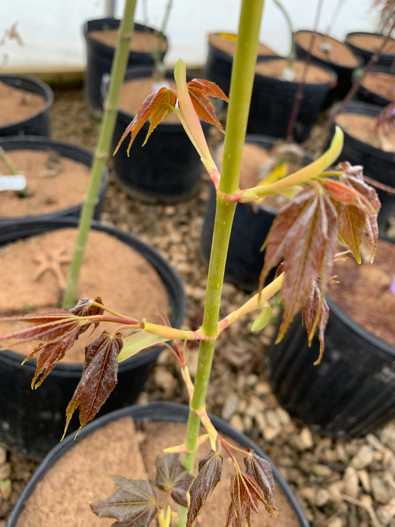 - Acer oliverianum 'Hot Rod' Japanese Maple - Mr Maple │ Buy Japanese Maple Trees