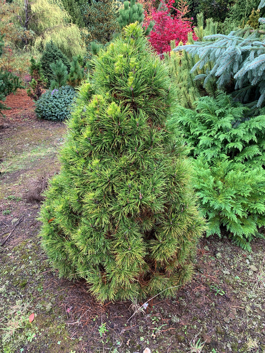 Pinus sylvestris 'Green Penguin' Dwarf Scots Pine