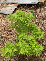 - Acer palmatum Kryptonite™ Japanese Maple - Mr Maple │ Buy Japanese Maple Trees