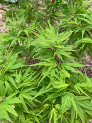 - Acer palmatum Kryptonite™ Japanese Maple - Mr Maple │ Buy Japanese Maple Trees