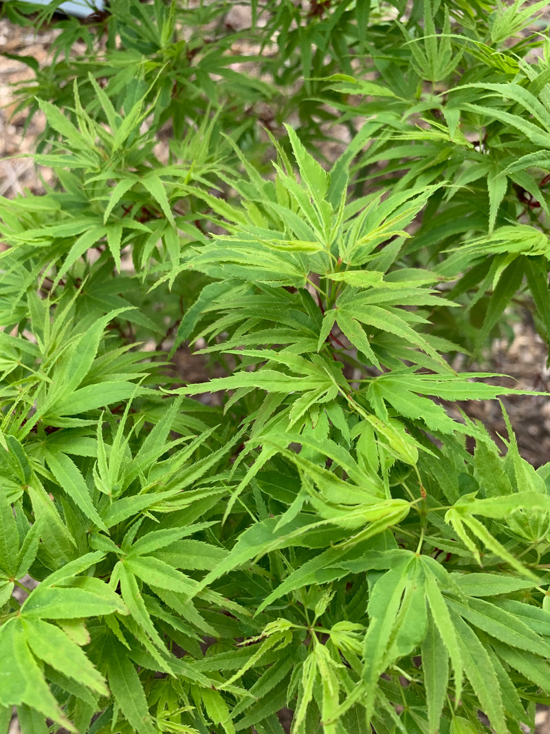 - Acer palmatum Kryptonite™ Japanese Maple - Mr Maple │ Buy Japanese Maple Trees