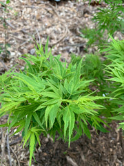 - Acer palmatum Kryptonite™ Japanese Maple - Mr Maple │ Buy Japanese Maple Trees