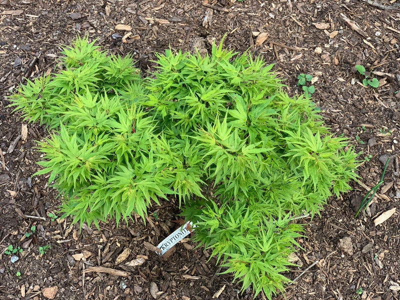 - Acer palmatum Kryptonite™ Japanese Maple - Mr Maple │ Buy Japanese Maple Trees