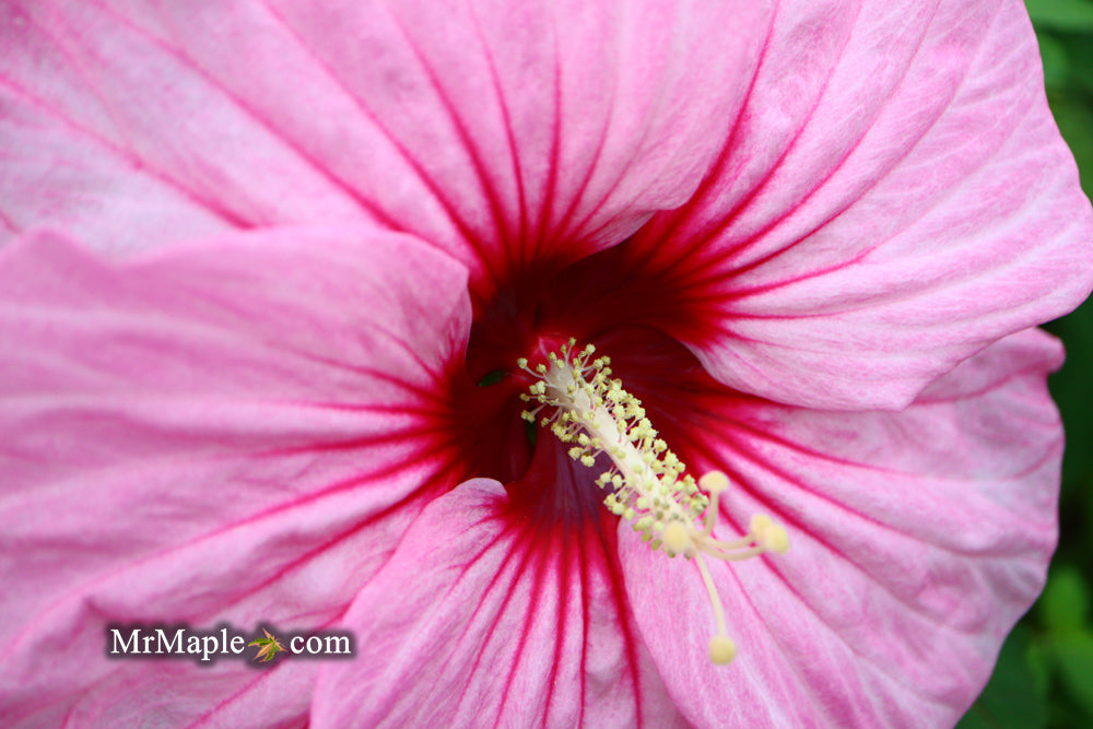Hibiscus moscheutos Pink Candy™ Hardy Hibiscus