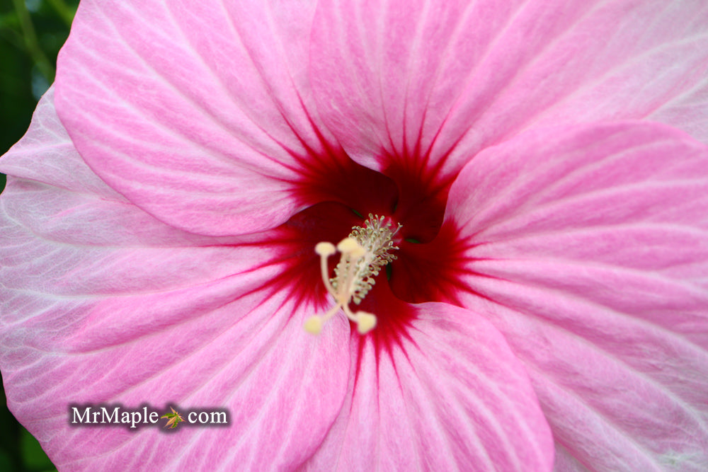 Hibiscus moscheutos Pink Candy™ Hardy Hibiscus