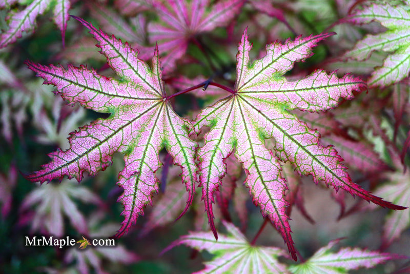 - Acer palmatum 'Firefly' Japanese Maple - Mr Maple │ Buy Japanese Maple Trees