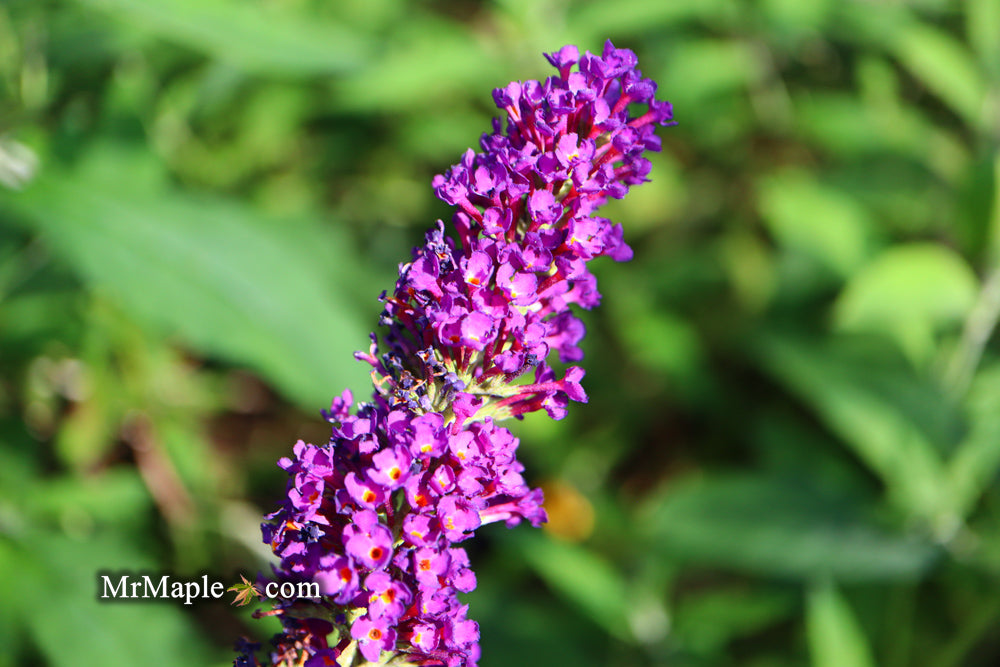 Buddleia davidii 'Black Knight' Purple Butterflybush