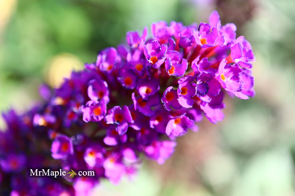 Buddleia davidii 'Black Knight' Purple Butterflybush