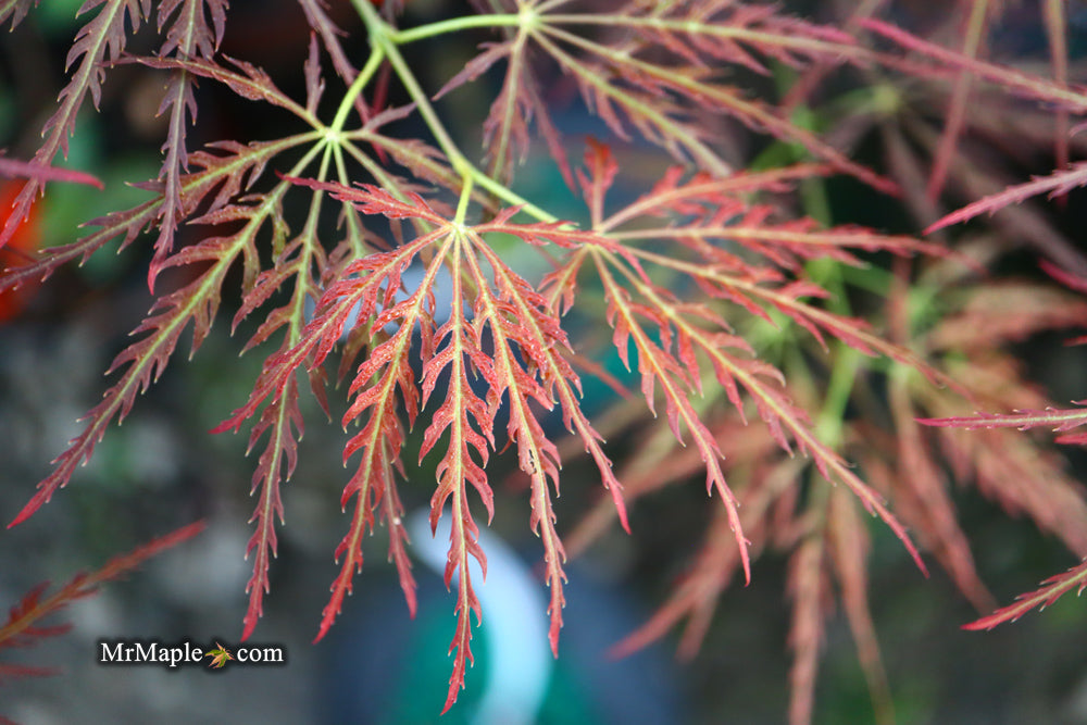 Acer palmatum 'Mioun' Weeping Japanese Maple