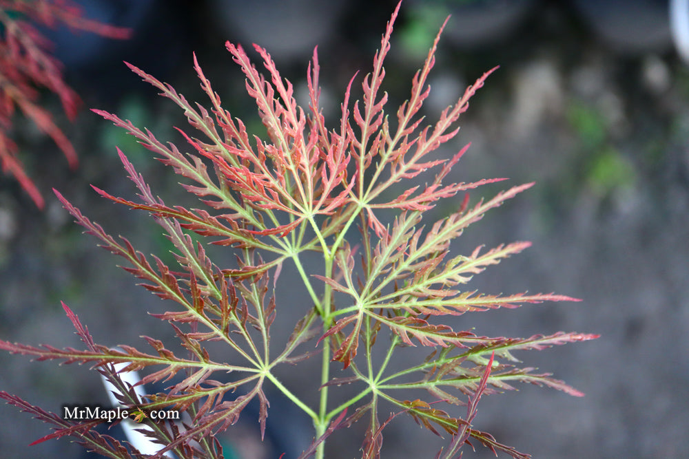 Acer palmatum 'Mioun' Weeping Japanese Maple