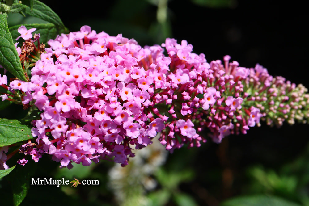 Buddleia davidii 'Pugster Pink' Butterflybush