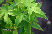 - Acer palmatum 'Sagara nishiki' Japanese Maple - Mr Maple │ Buy Japanese Maple Trees