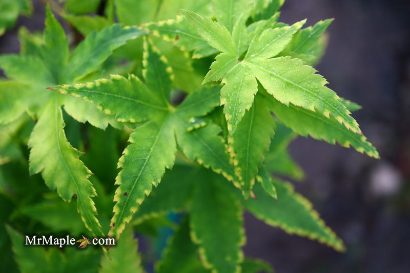- Acer palmatum 'Sagara nishiki' Japanese Maple - Mr Maple │ Buy Japanese Maple Trees