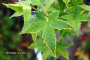 - Acer palmatum 'Sagara nishiki' Japanese Maple - Mr Maple │ Buy Japanese Maple Trees