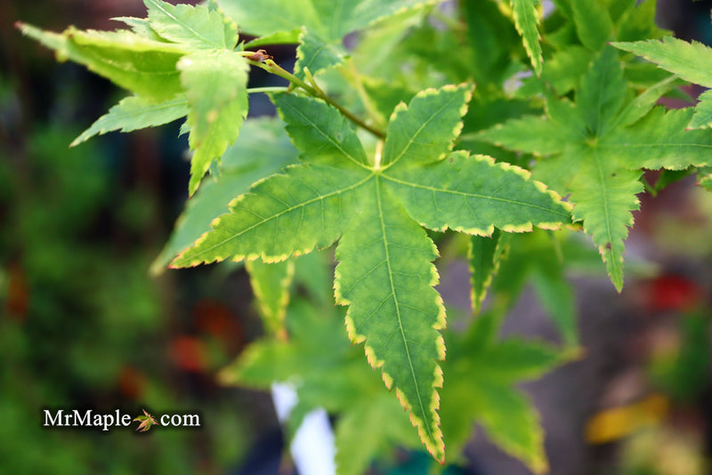 - Acer palmatum 'Sagara nishiki' Japanese Maple - Mr Maple │ Buy Japanese Maple Trees
