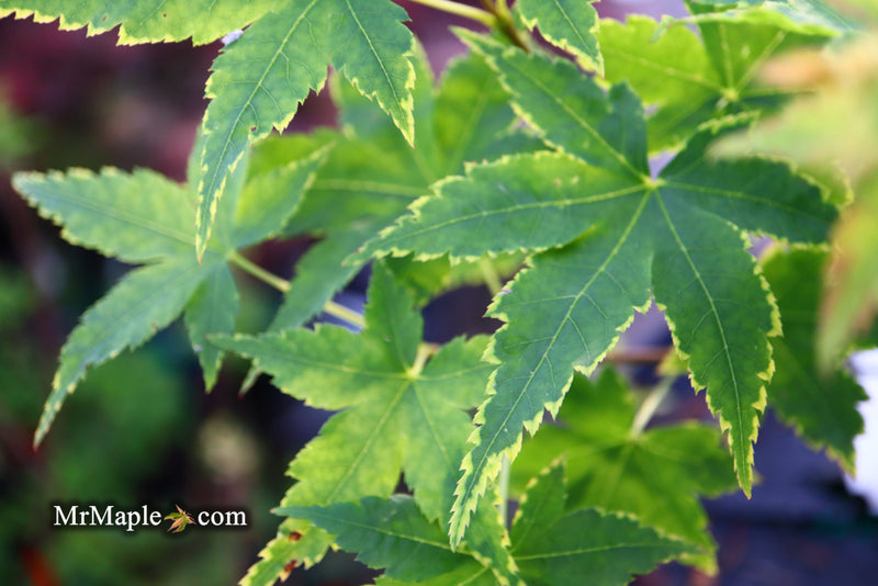 - Acer palmatum 'Sagara nishiki' Japanese Maple - Mr Maple │ Buy Japanese Maple Trees