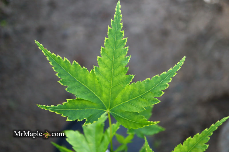- Acer palmatum 'Sagara nishiki' Japanese Maple - Mr Maple │ Buy Japanese Maple Trees