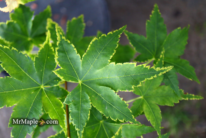 - Acer palmatum 'Sagara nishiki' Japanese Maple - Mr Maple │ Buy Japanese Maple Trees