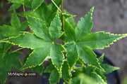 - Acer palmatum 'Sagara nishiki' Japanese Maple - Mr Maple │ Buy Japanese Maple Trees