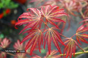 - Acer palmatum 'Jeddeloh Orange' Weeping Japanese Maple - Mr Maple │ Buy Japanese Maple Trees