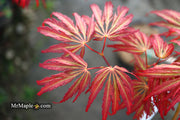 - Acer palmatum 'Jeddeloh Orange' Weeping Japanese Maple - Mr Maple │ Buy Japanese Maple Trees