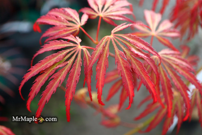 - Acer palmatum 'Jeddeloh Orange' Weeping Japanese Maple - Mr Maple │ Buy Japanese Maple Trees