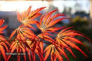 - Acer palmatum 'Jeddeloh Orange' Weeping Japanese Maple - Mr Maple │ Buy Japanese Maple Trees