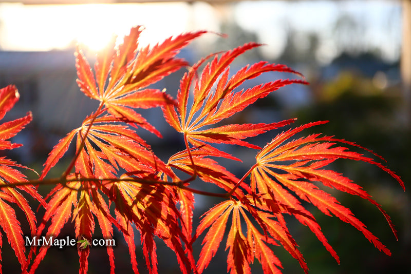 - Acer palmatum 'Jeddeloh Orange' Weeping Japanese Maple - Mr Maple │ Buy Japanese Maple Trees