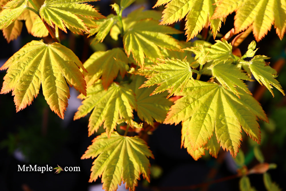 Acer circinatum 'Sunglow' Japanese Maple