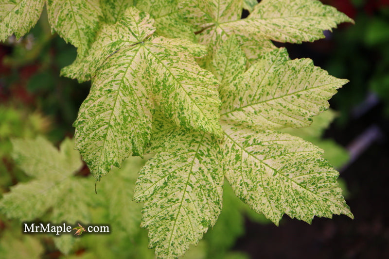 - Acer pseudoplatanus 'Esk Sunset' Rare Variegated Eskimo Sunset Maple - Mr Maple │ Buy Japanese Maple Trees