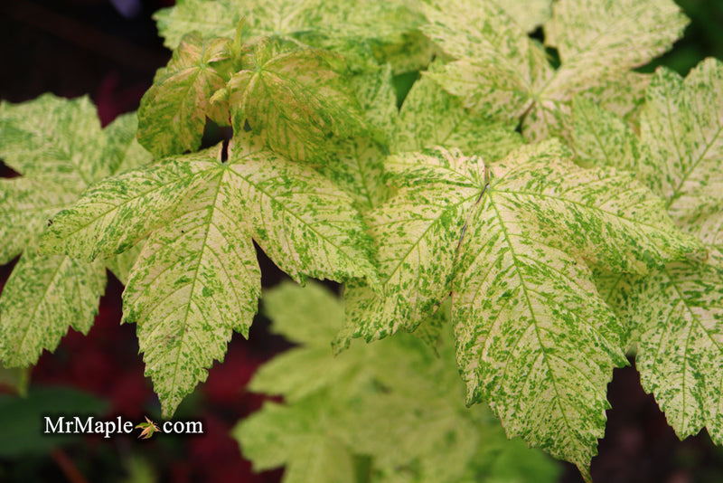 - Acer pseudoplatanus 'Esk Sunset' Rare Variegated Eskimo Sunset Maple - Mr Maple │ Buy Japanese Maple Trees