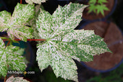 - Acer pseudoplatanus 'Esk Sunset' Rare Variegated Eskimo Sunset Maple - Mr Maple │ Buy Japanese Maple Trees