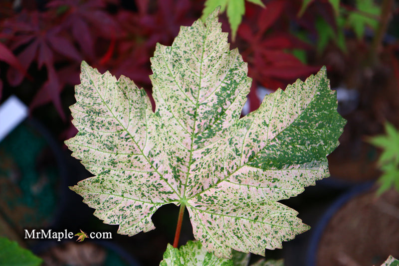 - Acer pseudoplatanus 'Esk Sunset' Rare Variegated Eskimo Sunset Maple - Mr Maple │ Buy Japanese Maple Trees
