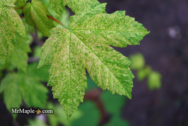 - Acer pseudoplatanus 'Esk Sunset' Rare Variegated Eskimo Sunset Maple - Mr Maple │ Buy Japanese Maple Trees