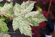 - Acer pseudoplatanus 'Esk Sunset' Rare Variegated Eskimo Sunset Maple - Mr Maple │ Buy Japanese Maple Trees