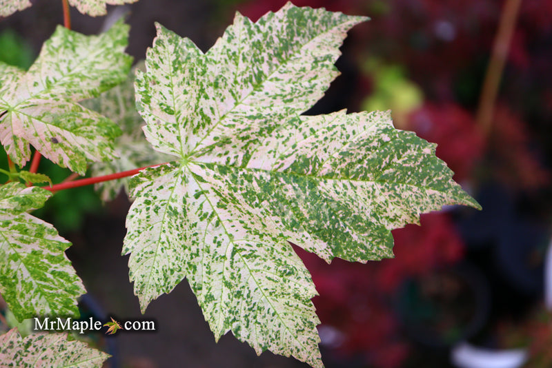 - Acer pseudoplatanus 'Esk Sunset' Rare Variegated Eskimo Sunset Maple - Mr Maple │ Buy Japanese Maple Trees