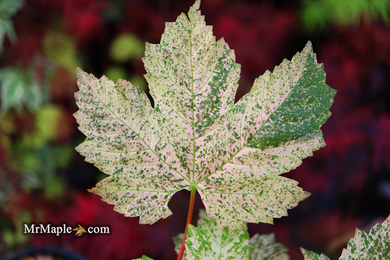 - Acer pseudoplatanus 'Esk Sunset' Rare Variegated Eskimo Sunset Maple - Mr Maple │ Buy Japanese Maple Trees